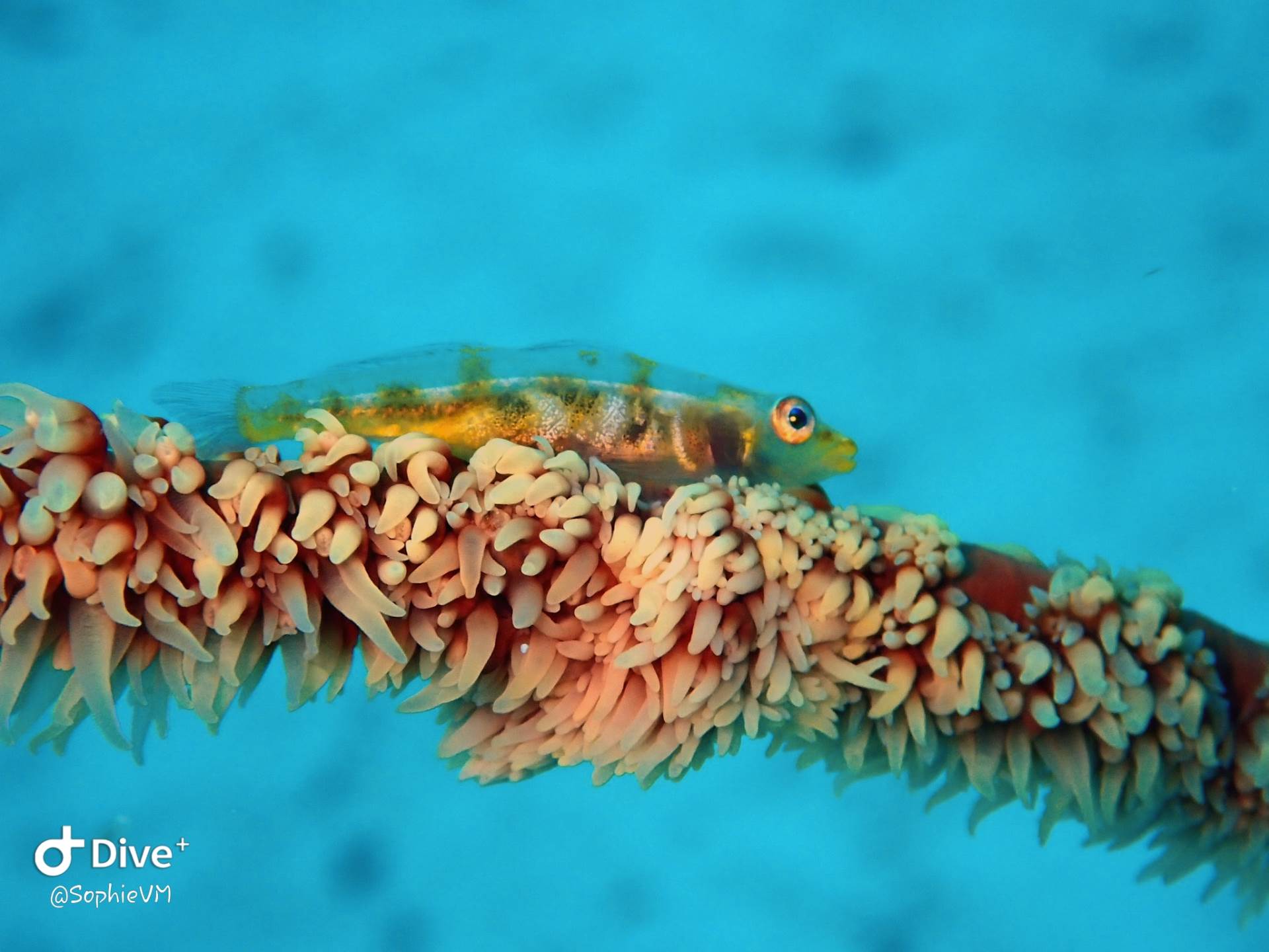Whip coral goby. Now you see them, now you don't! 