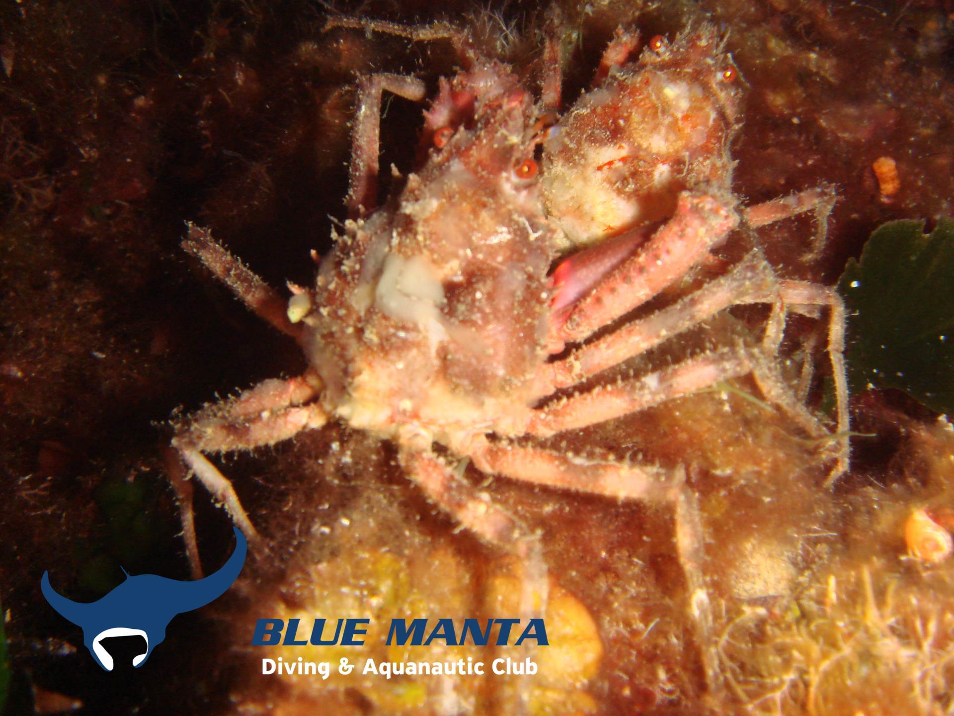Atlanto-Mediterranean Spider Crab-Herbstia condyliata at Skala Kefalonia Greece