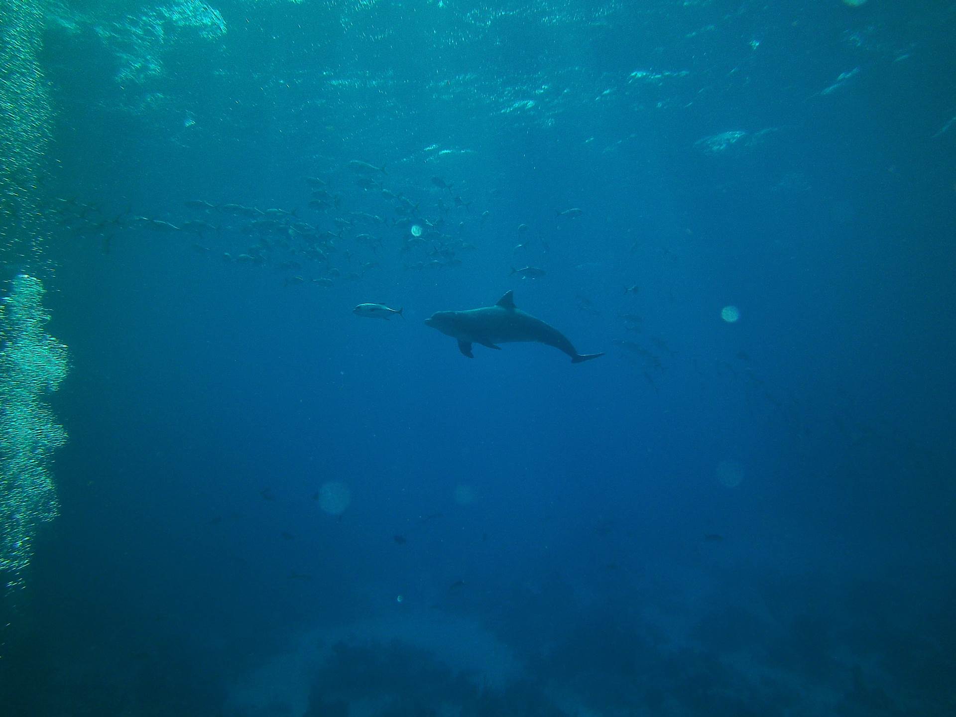 Hunting Dolphin