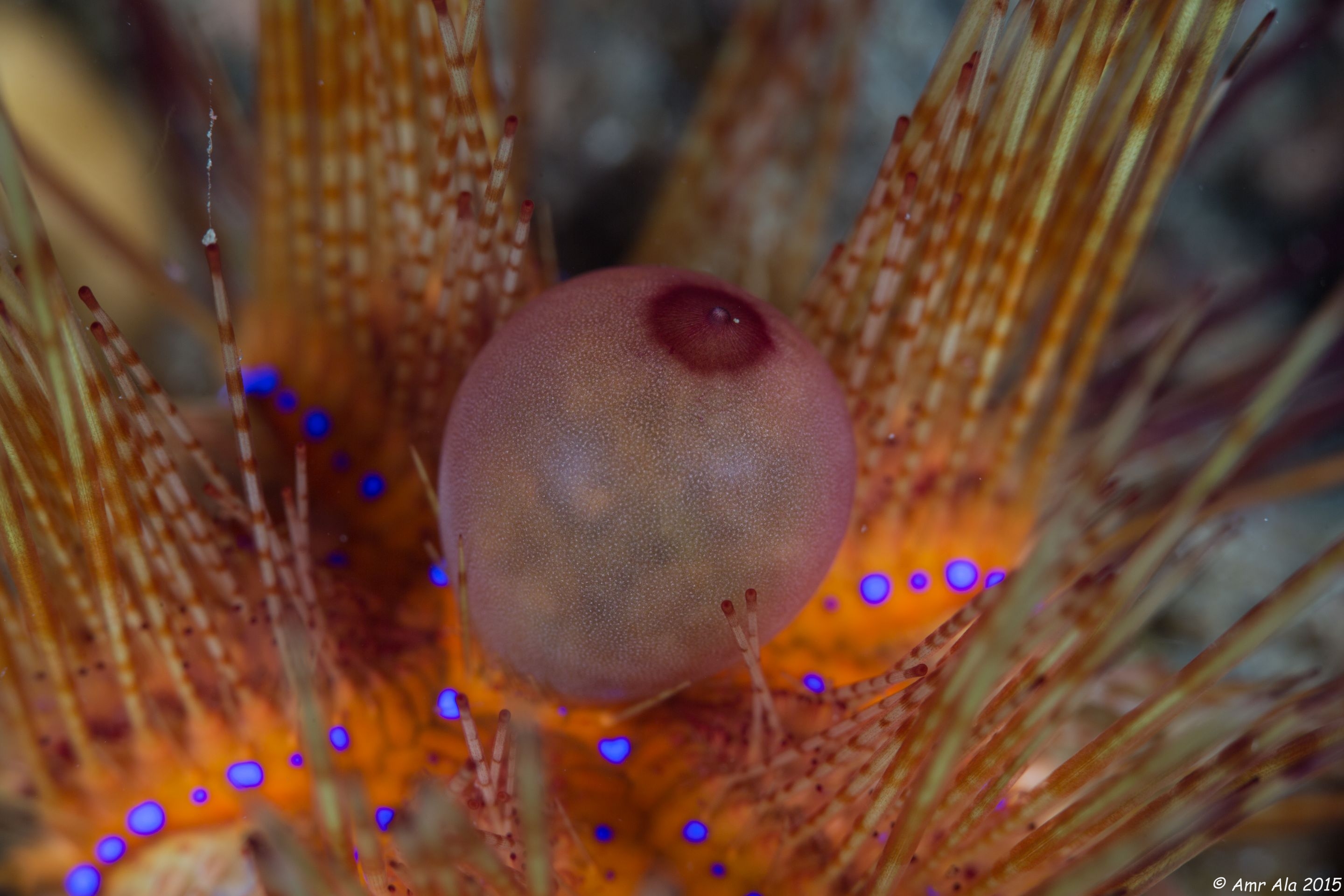 An anal sack for a sea urchin 