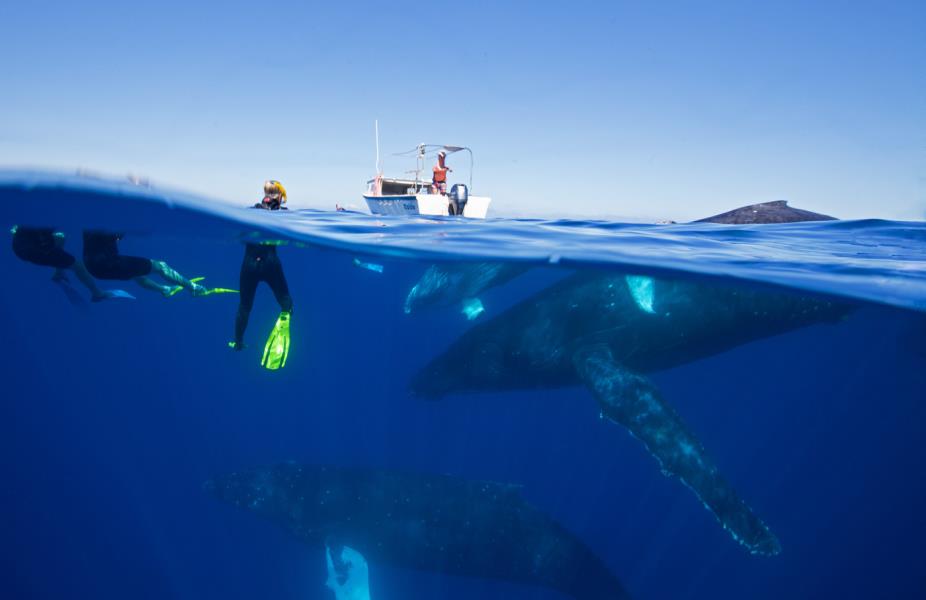 2016 Whale encounters.jpg 4.jpg 5