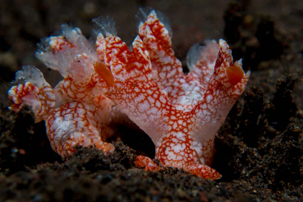 Such a cool nudibranch at one of my most favorite dive sites in Bali
