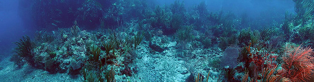 Underwater Panorama of the reef beside Cockroach Island, British Virgin Islands
Photograph By: Odyssey Expeditions
Link: https://flic.kr/p/nufJ5