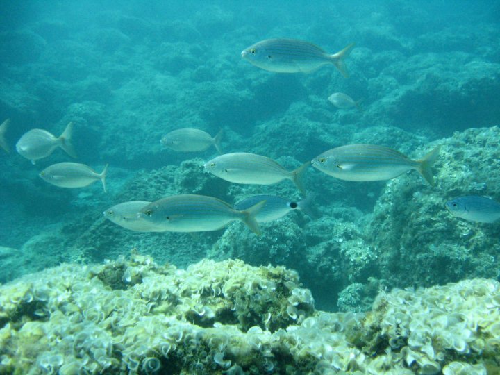 Scuba Diving in Paphos