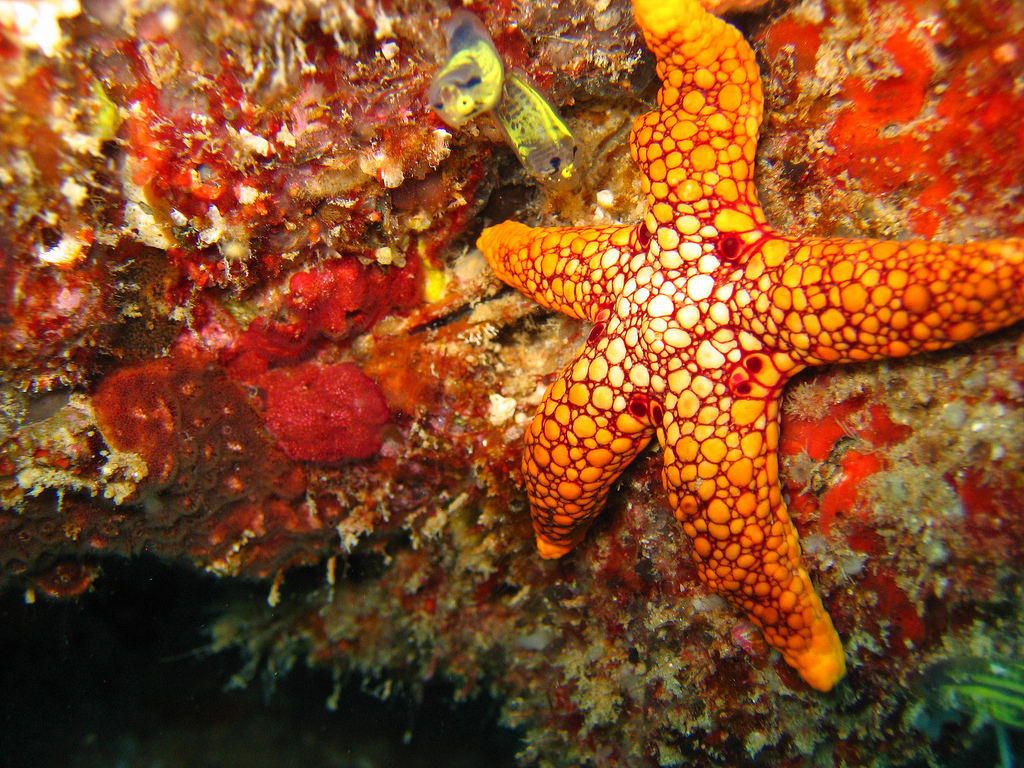 Star fish
Photo by: Andy Walker
Link: https://flic.kr/p/8MYoiU