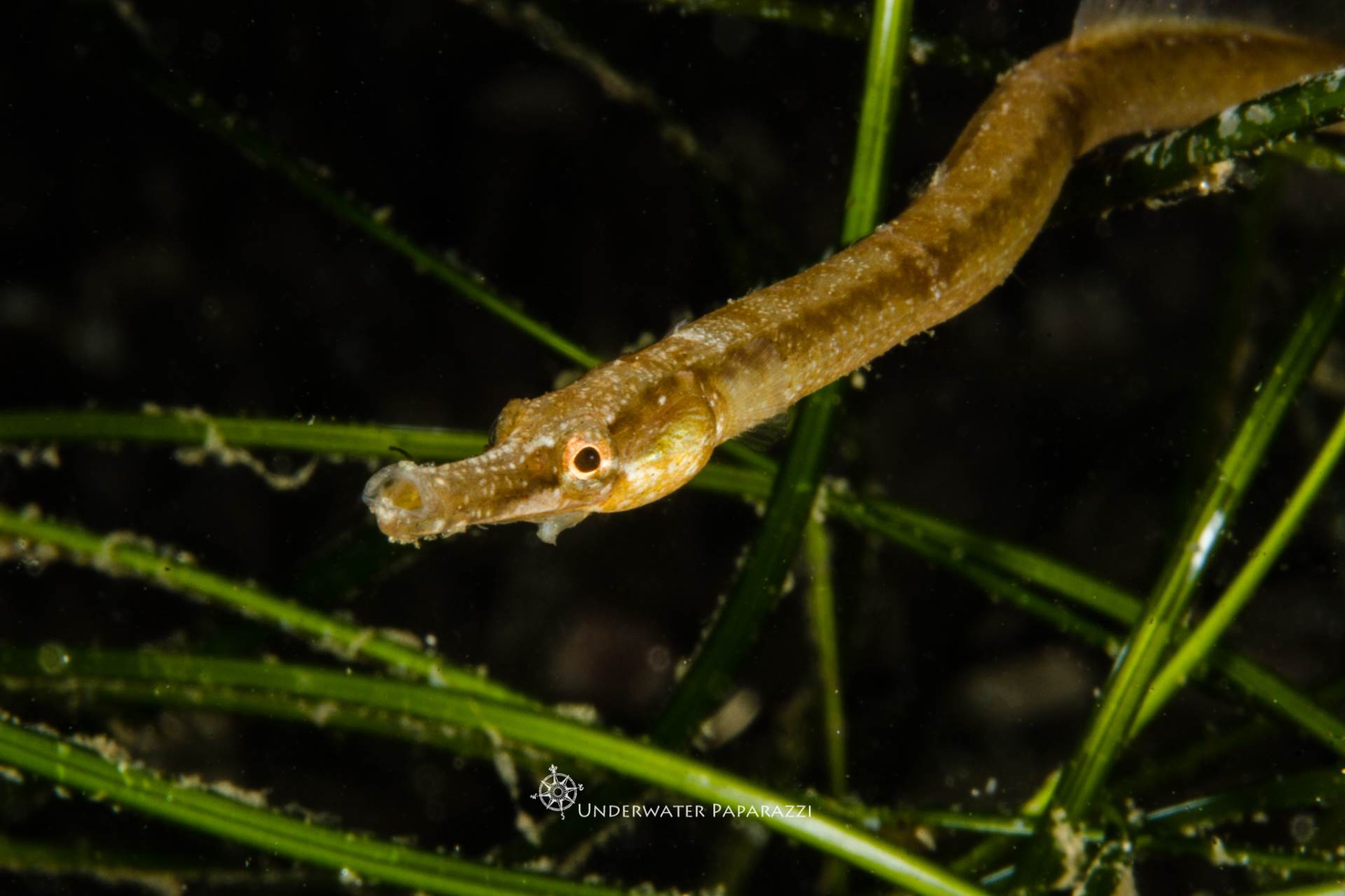 Pipefish are long and slender and mimic blades of grass and other debris for protection!