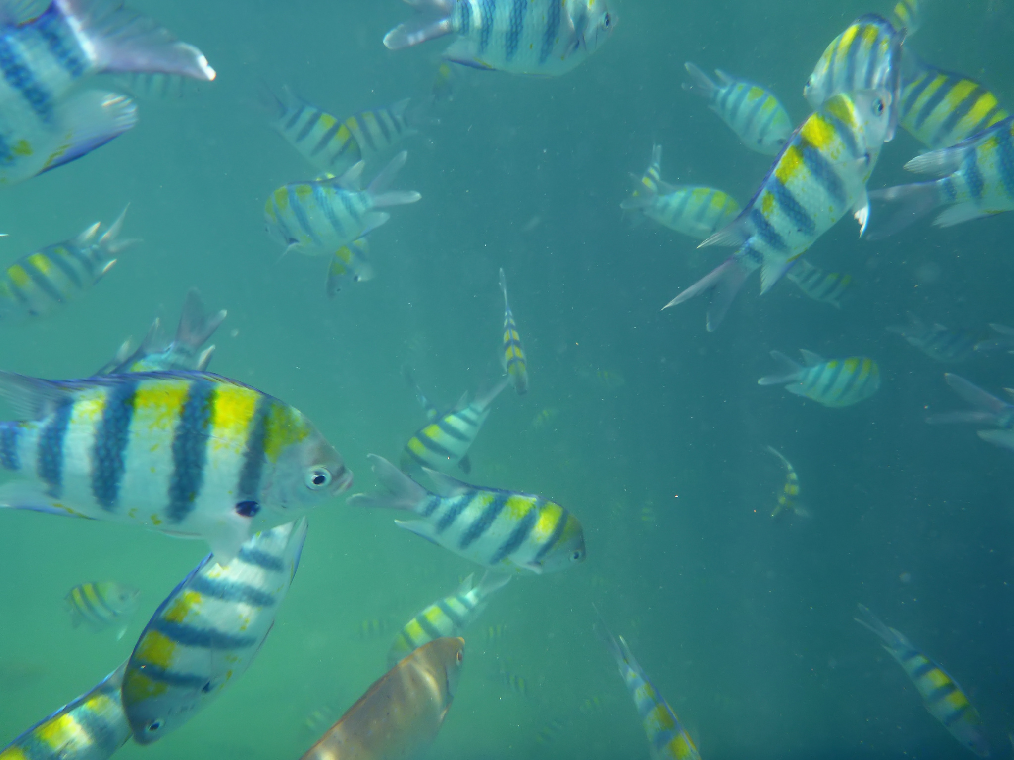A school of sergeant major fish in Mombasa Marine reserve
Photo by: Marc
Link: https://flic.kr/p/dMW2Qw