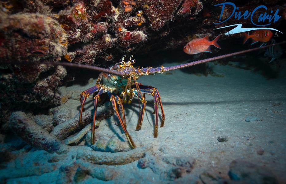 A Caribbean spiny lobster (Panulirus argus)