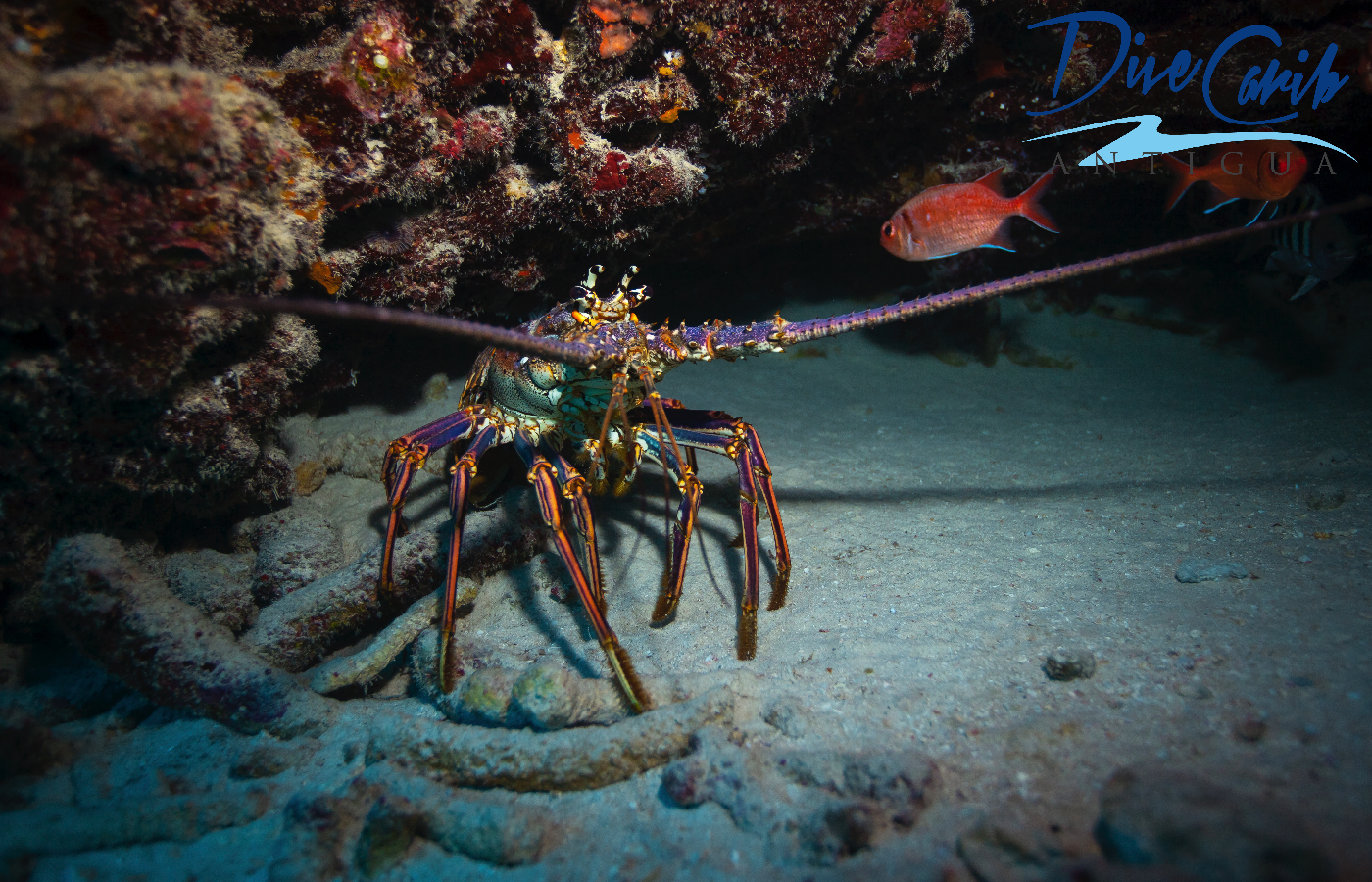 One of the many beautiful Caribbean spiny lobsters (Panulirus argus) that we see on our dives. 
These spiny lobsters are particularly important to the fishing industry of Antigua and Barbuda, however there is a closed season from the 1st of May - 30th of June. It is also illegal to harm, take, have in possession, place for sale, or purchase them when they are undersized, carrying eggs, molting, or have a tar spot. 
We hope this fisheries can be sustainable for years to come.
#lobster #caribbeanspinylobster #spinylobster #antigua #antiguaandbarbuda #scuba #scubadiving #padi #divecarib #econodeco #fisheries #sustainable #seafood #caribbean