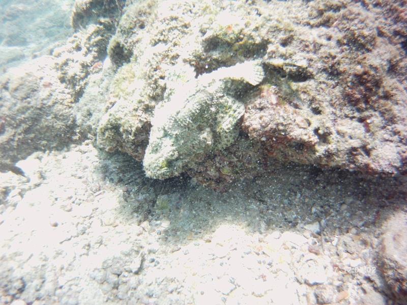 A close up of the stone fish