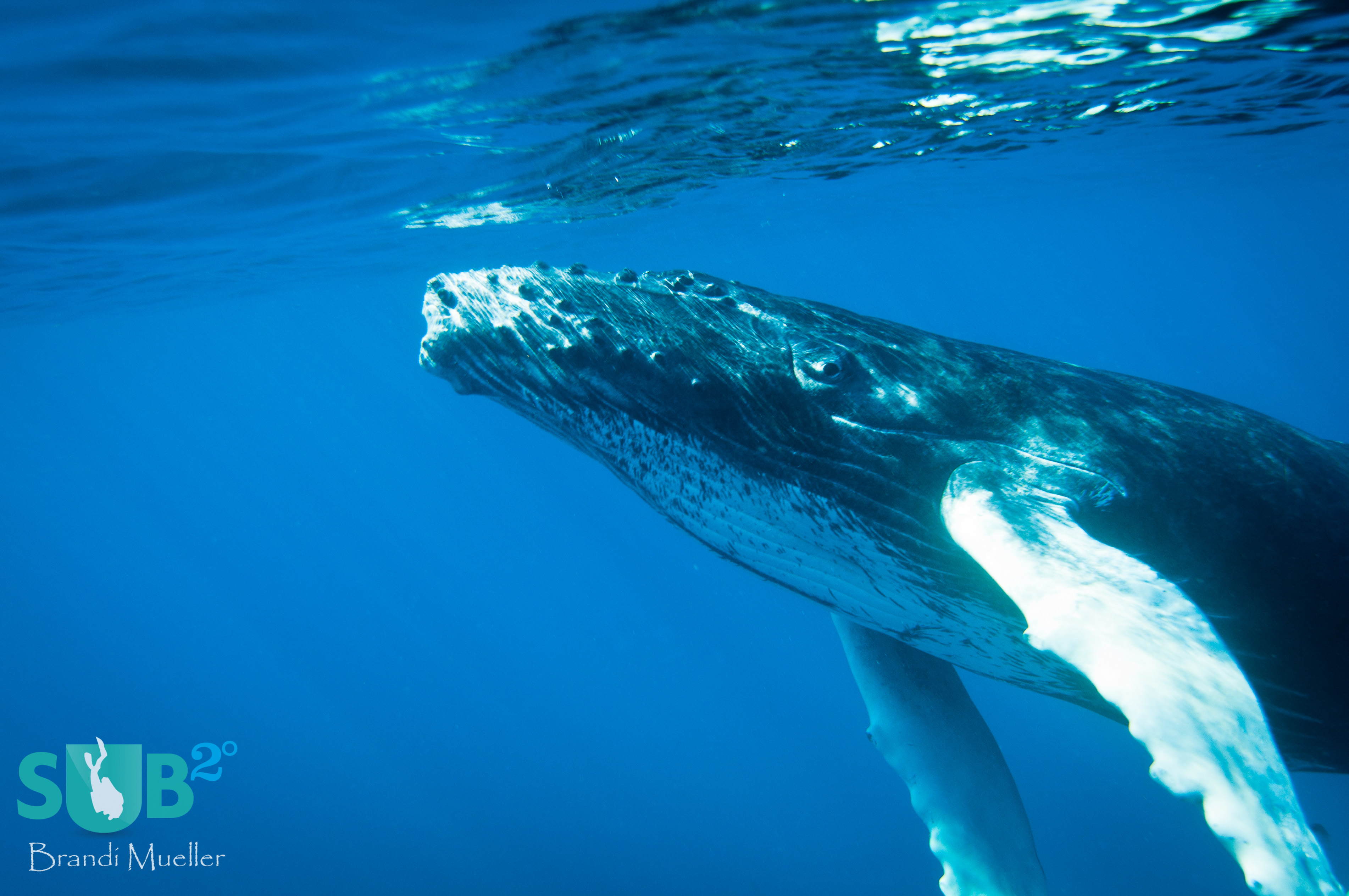 The Dominican Republic is the only country in the world that issues a limited number of permits to snorkel with humpbacks.