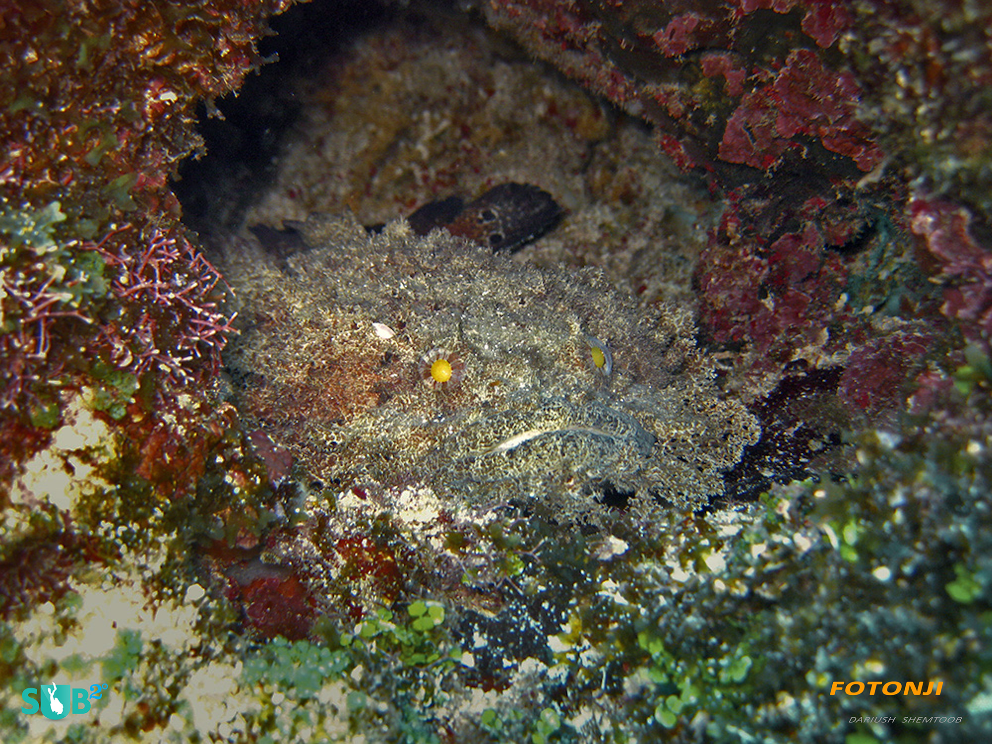 The Devil Fish is one of the more unique finds in the Corn Islands