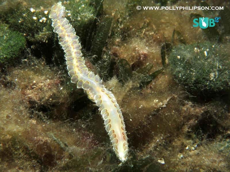 A Rare Scale Worm in Bequia