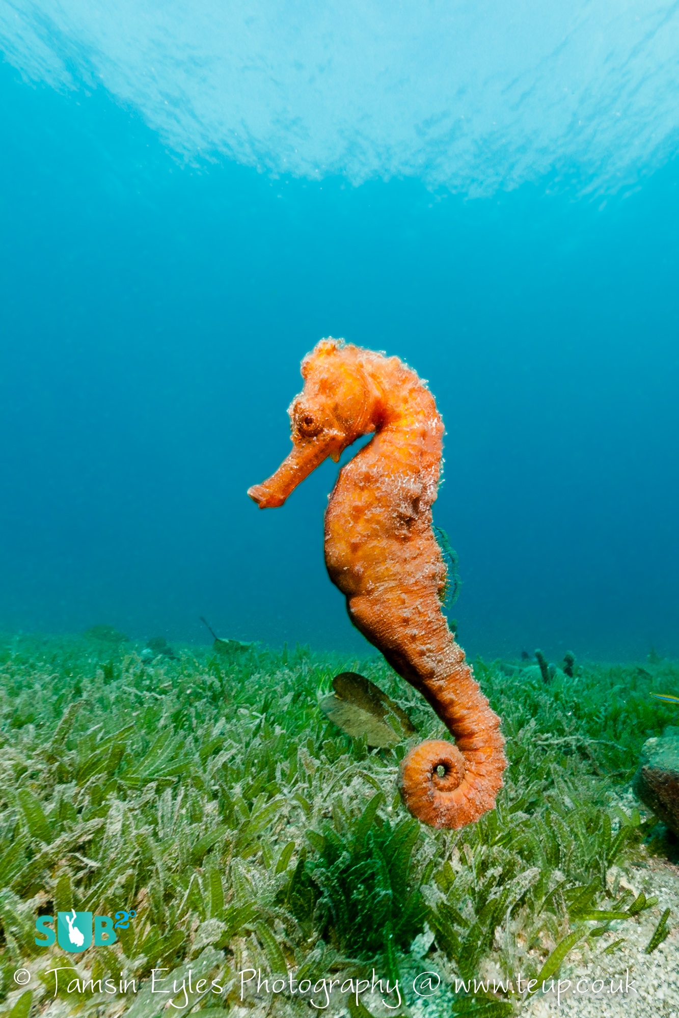 Many of the reefs around Bequia have resident seahorses. This gorgeous orange longsnout seahorse was investigating the seagrass by the reef. Photo courtesy of Tamsin Eyles.
