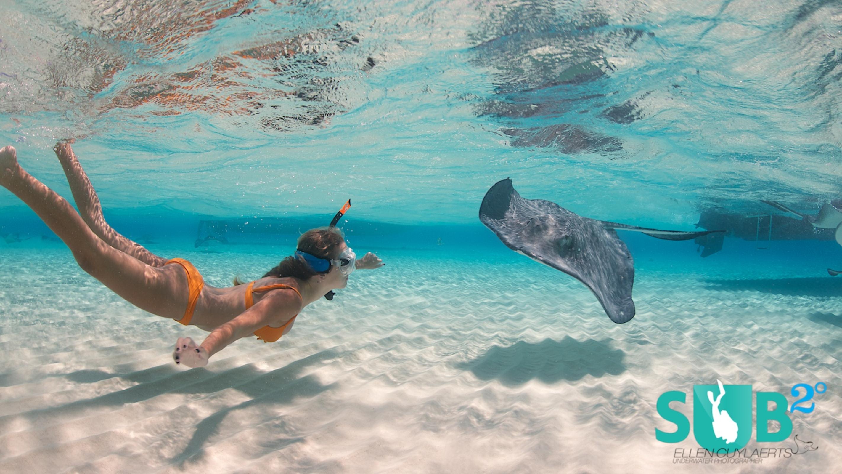 When entering the clear blue water, stingrays give you a warm welcome!