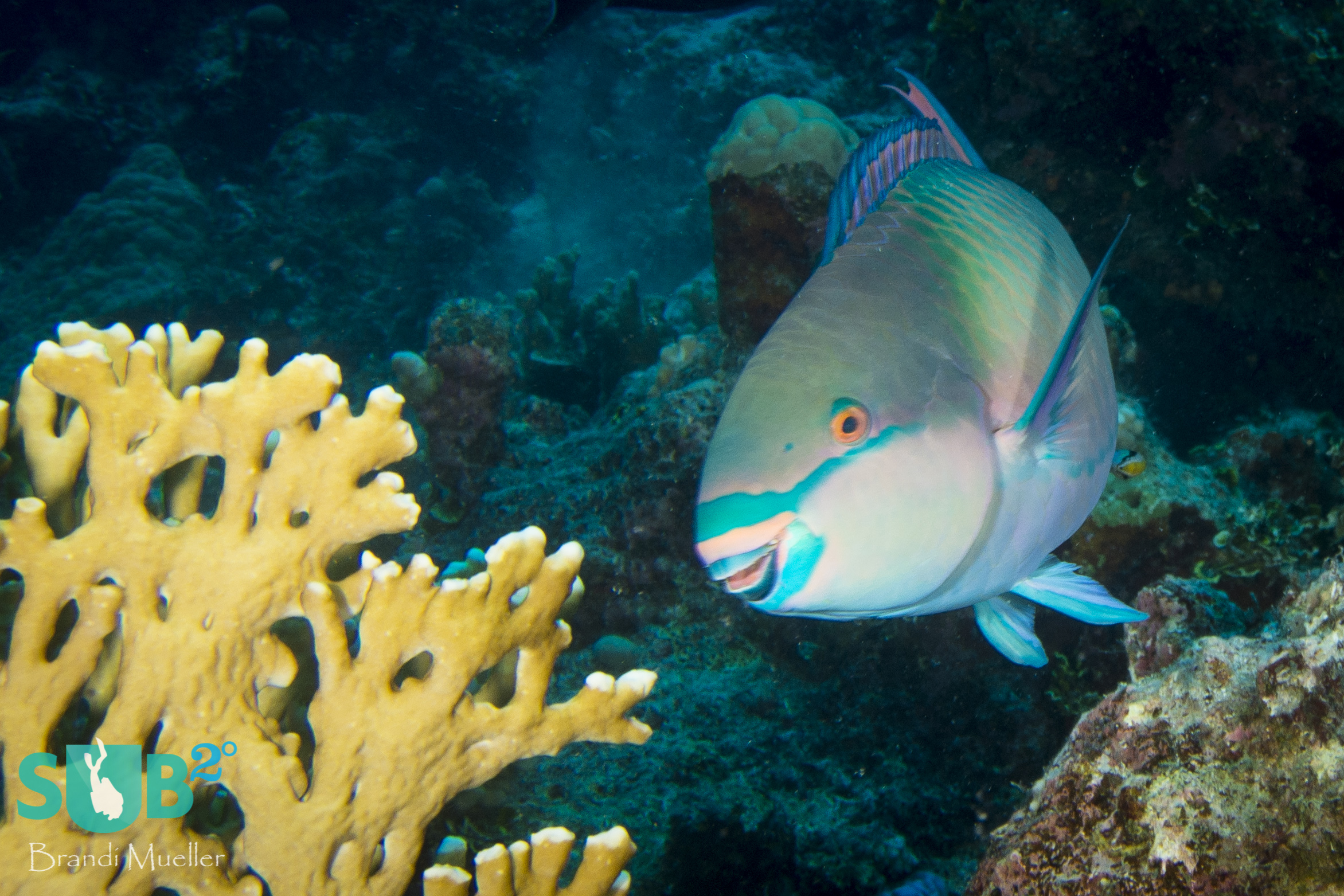 This parrotfish was about to take a bite of the coral, although parrotfish do not eat the coral for nutrition.  They feed on the algae that is growing on the coral.