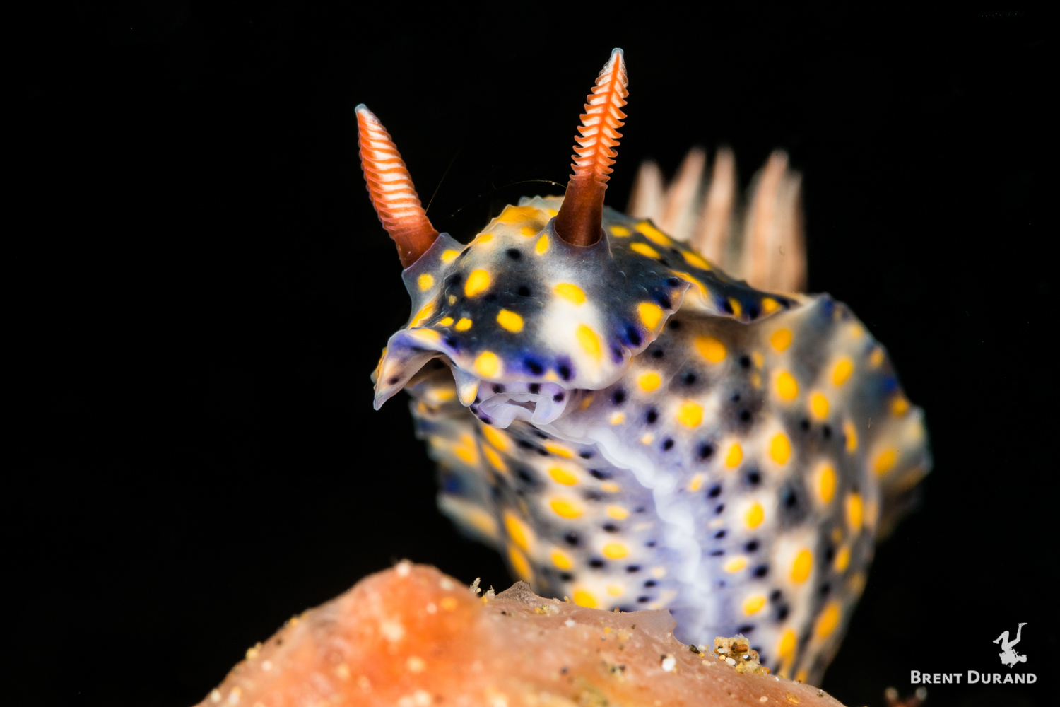 A nudibranch moves across a sponge in Anilao, Philippines.