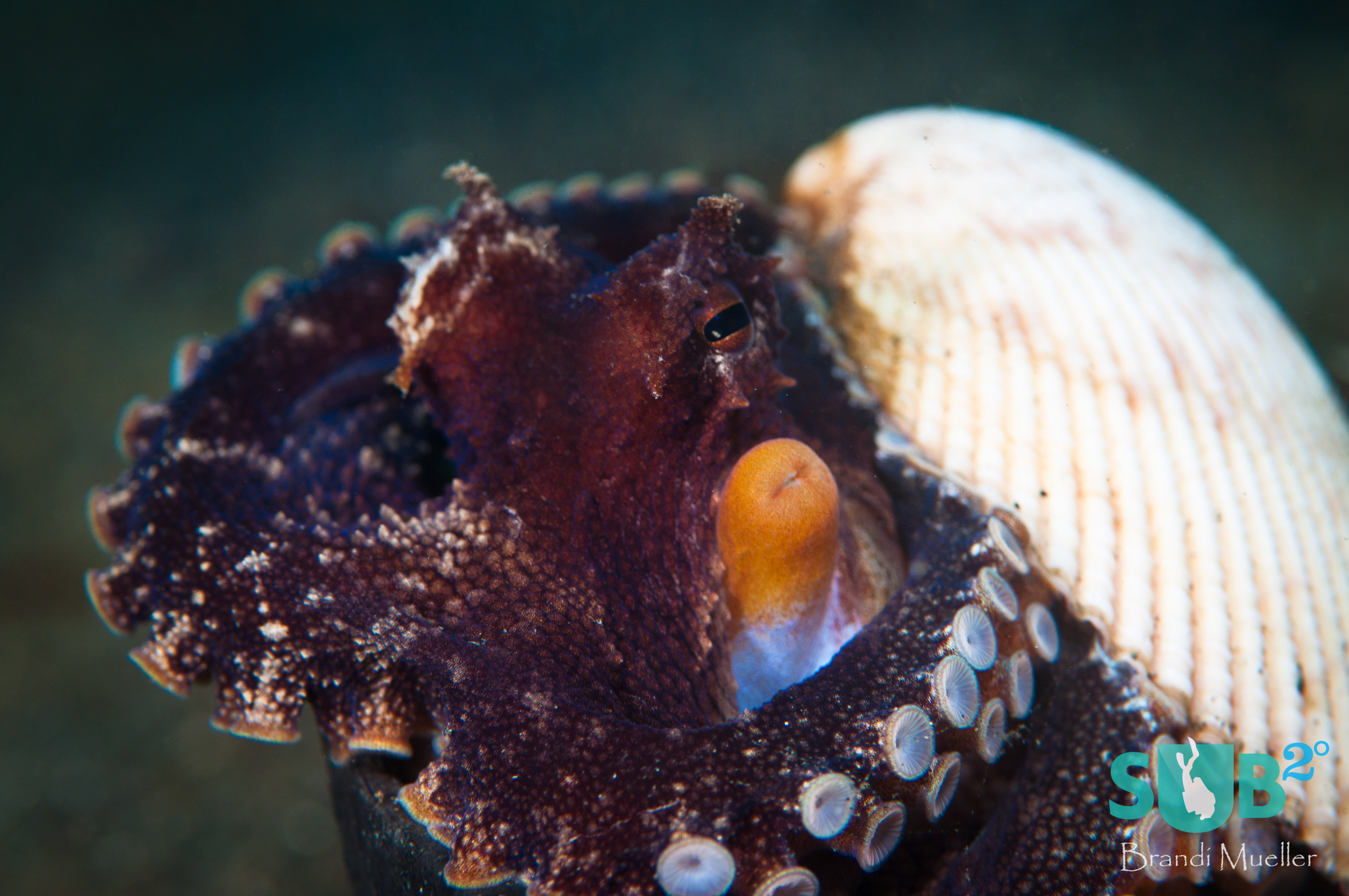 The shell of a coconut as a home and a shell as a cover - the coconut octopus (also known as the veined octopus) makes itself a shelter.