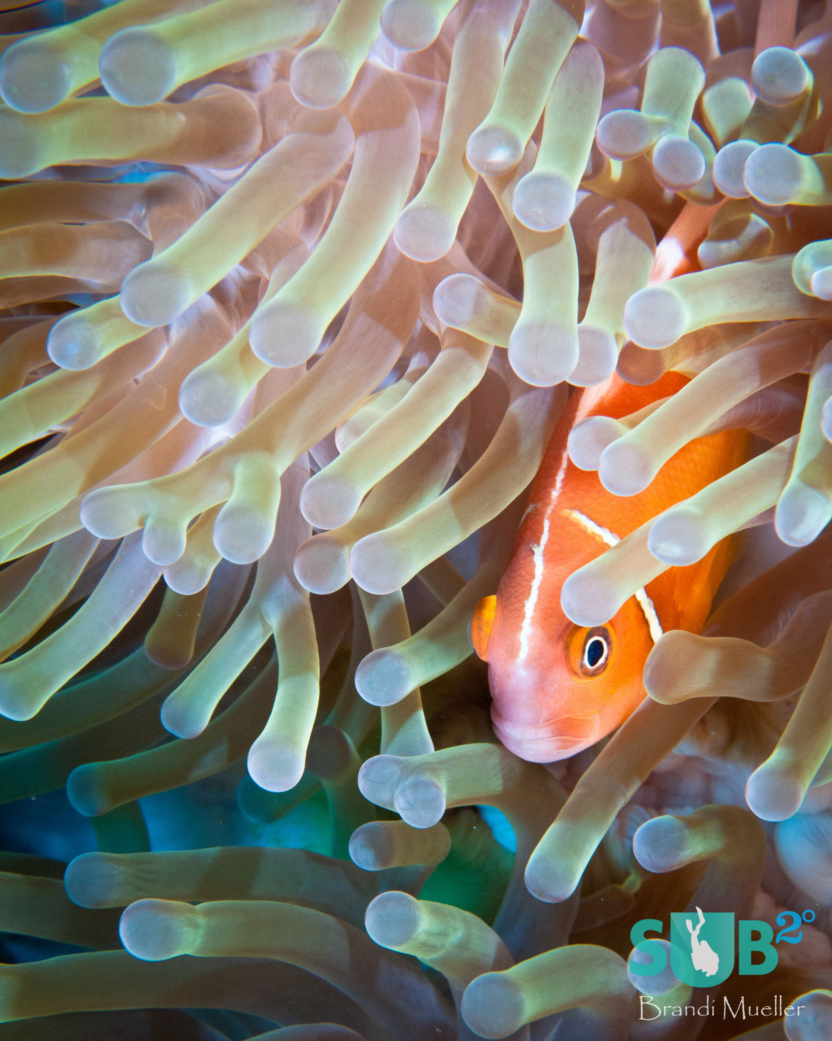 An anemone fish in its pastel anemone home.