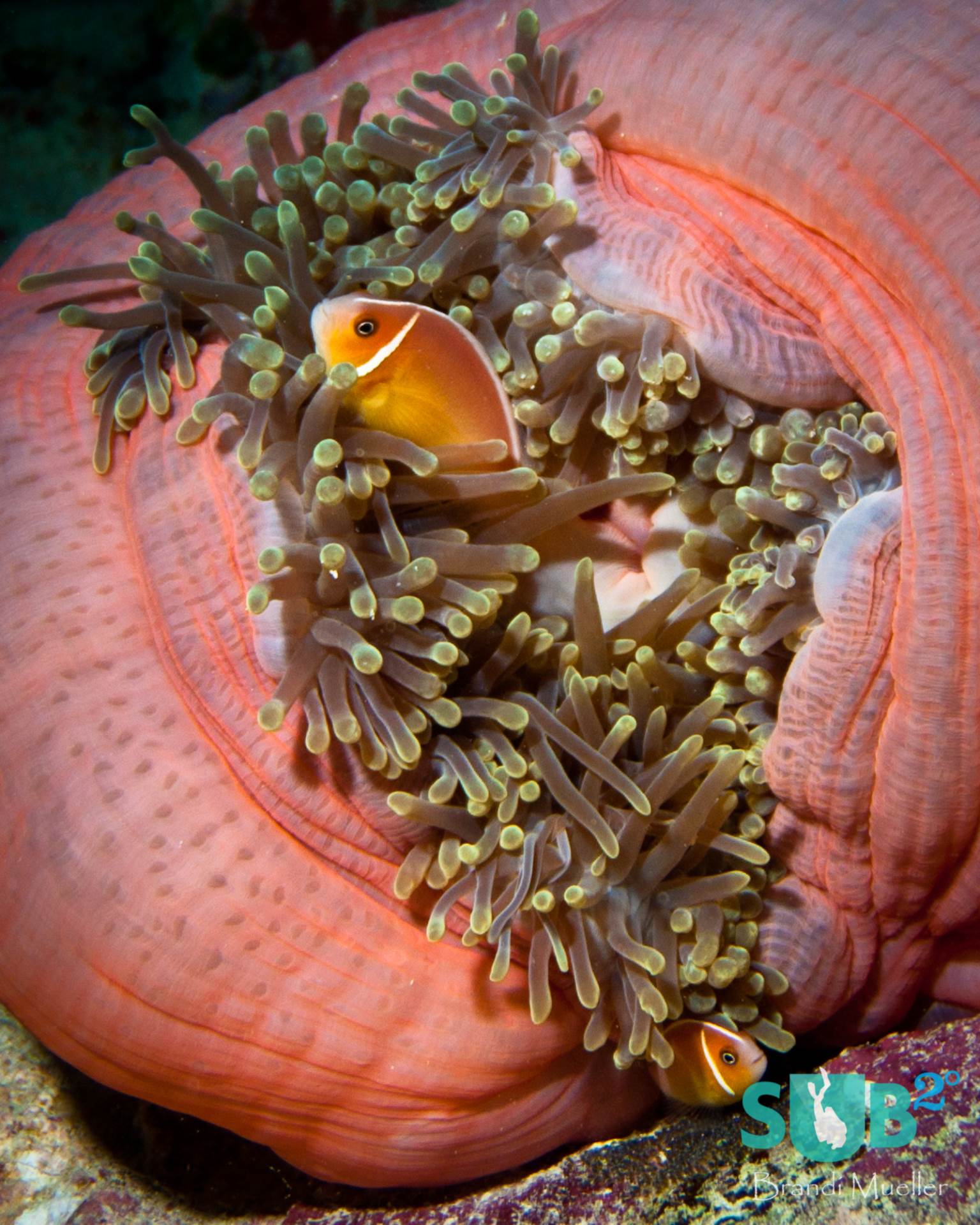 Palau's reefs are full of beautiful multi-colored anemones like this pink one.
