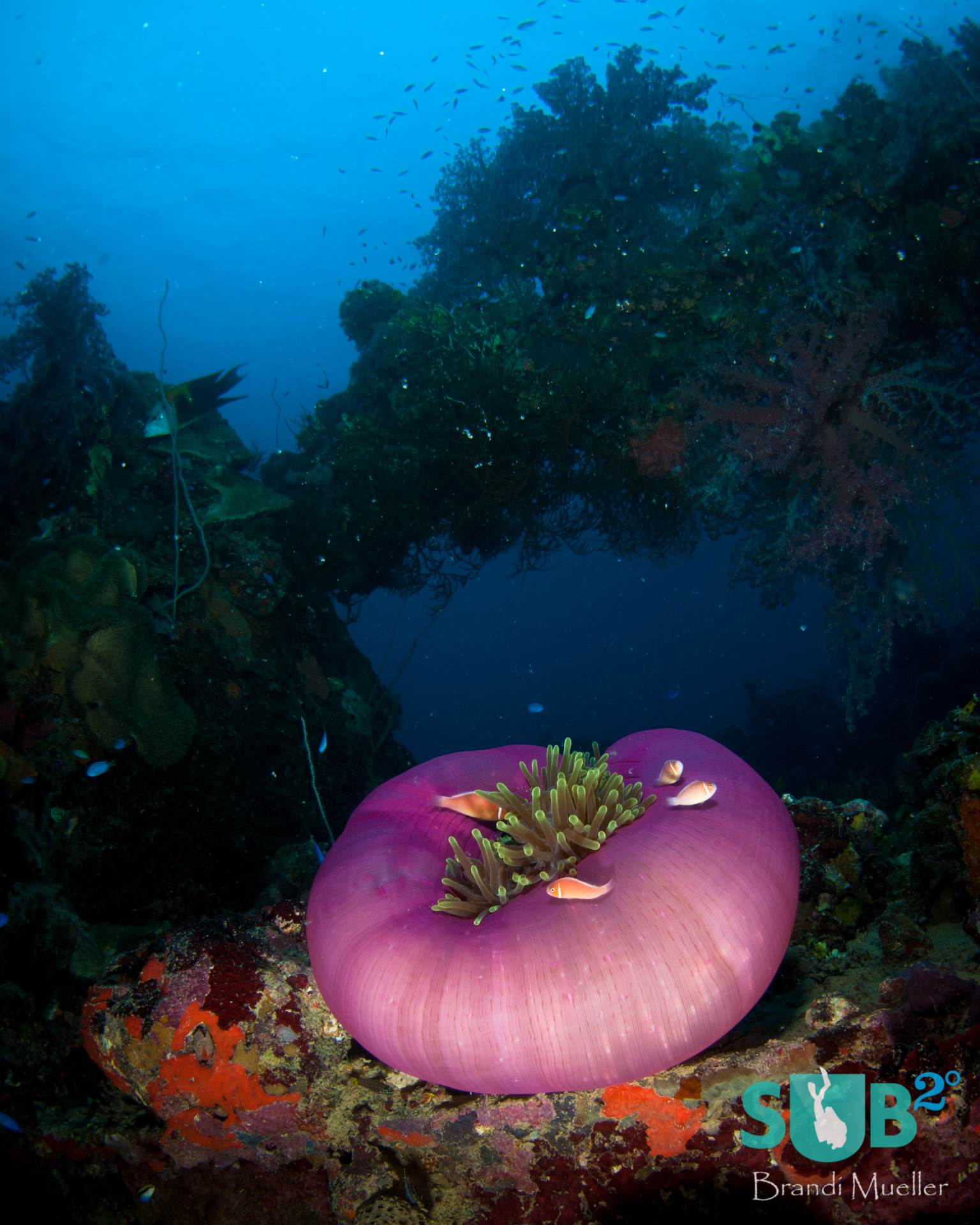 An anemone living on the deck of the Shinkoku Maru, a sunken ship that was part of the Imperial Japanese Navy during WWII.