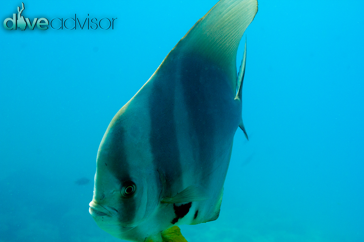 Again, I can't ignore my tempation to shoot the uber friendly batfish.