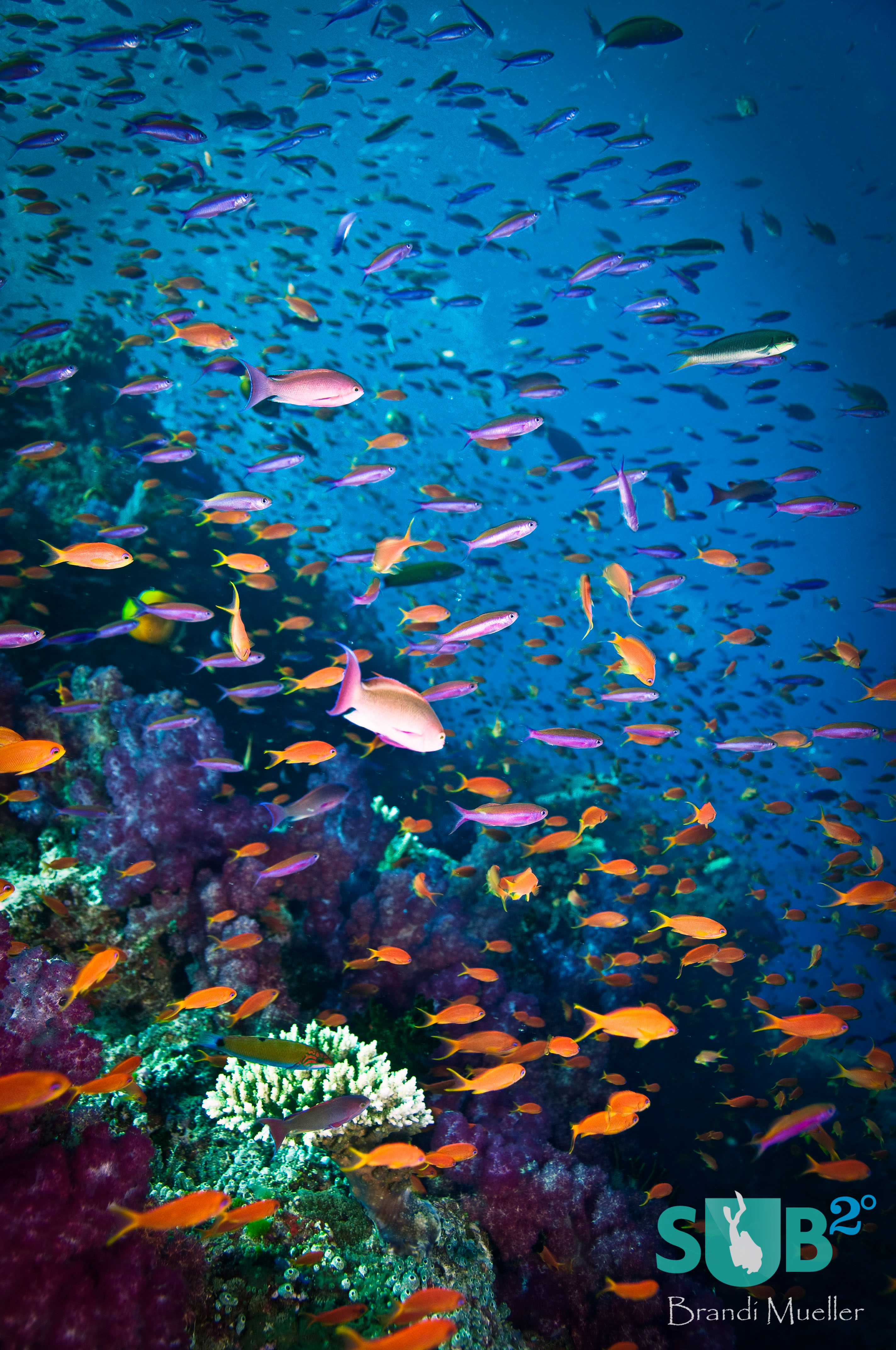 Orange, pink, purple, and yellow anthias flit about the reef like bees buzzing over a hive.