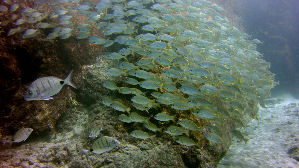 shoal of Roncadores Tenerife