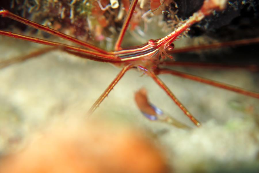 Arrow Crab Bonaire 