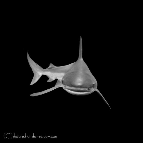 Artstic Shark