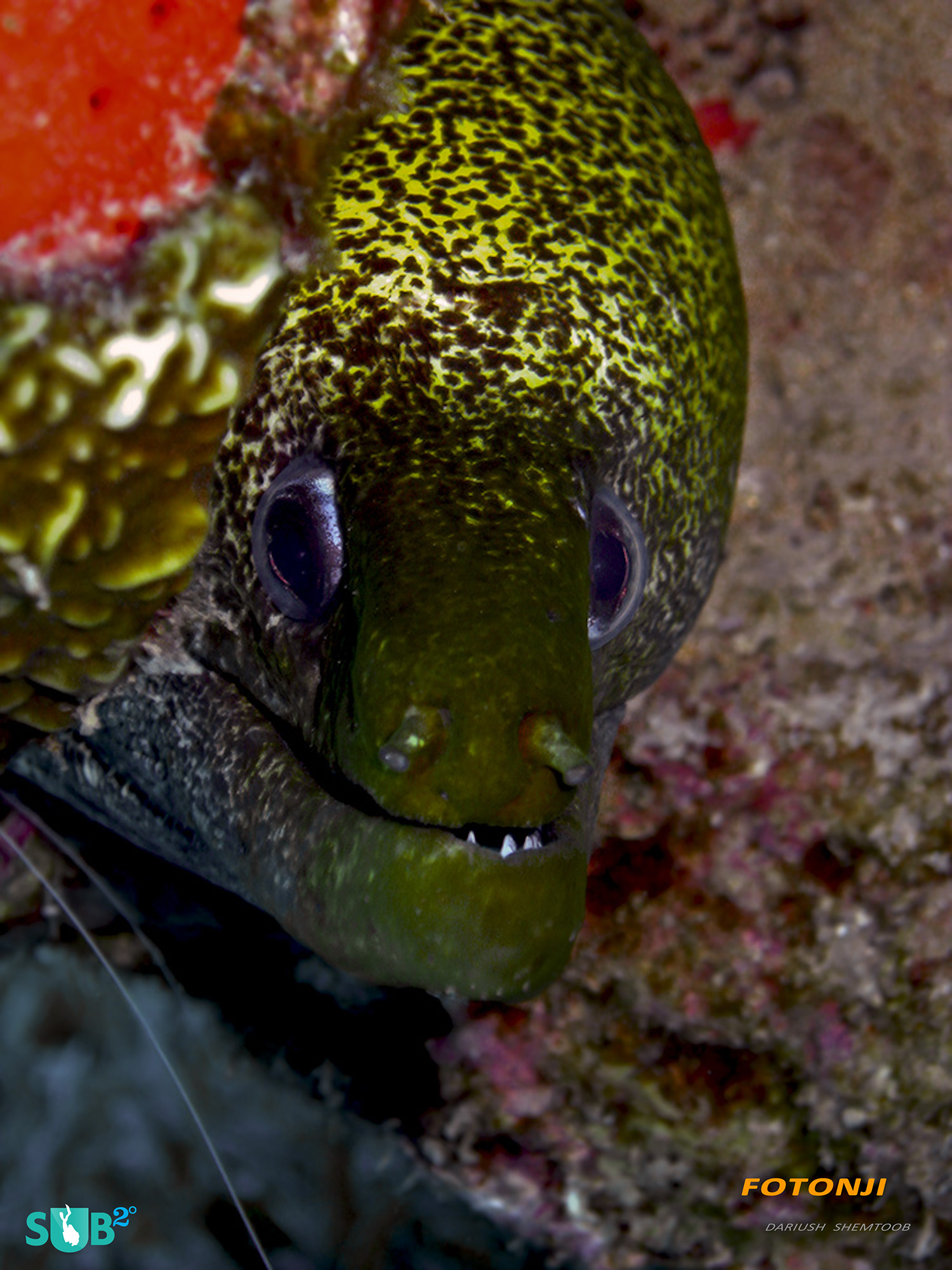 This curious moray eel seemed to constantly demand attention popping its head out and following the camera [1/60, f2.8, ISO250]