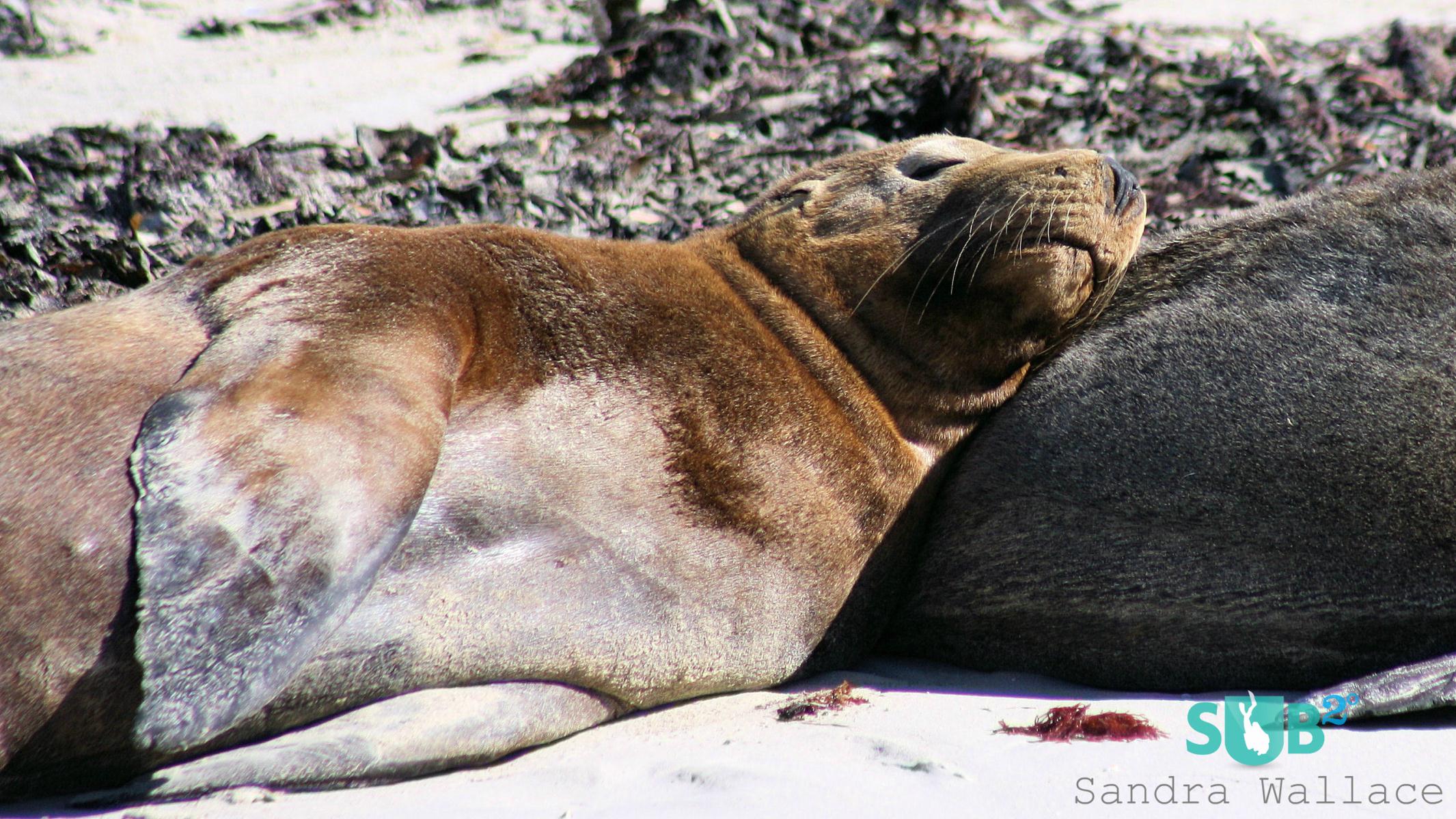The voluptuous Australian Sea Lion getting comfy on his fellow seal. 