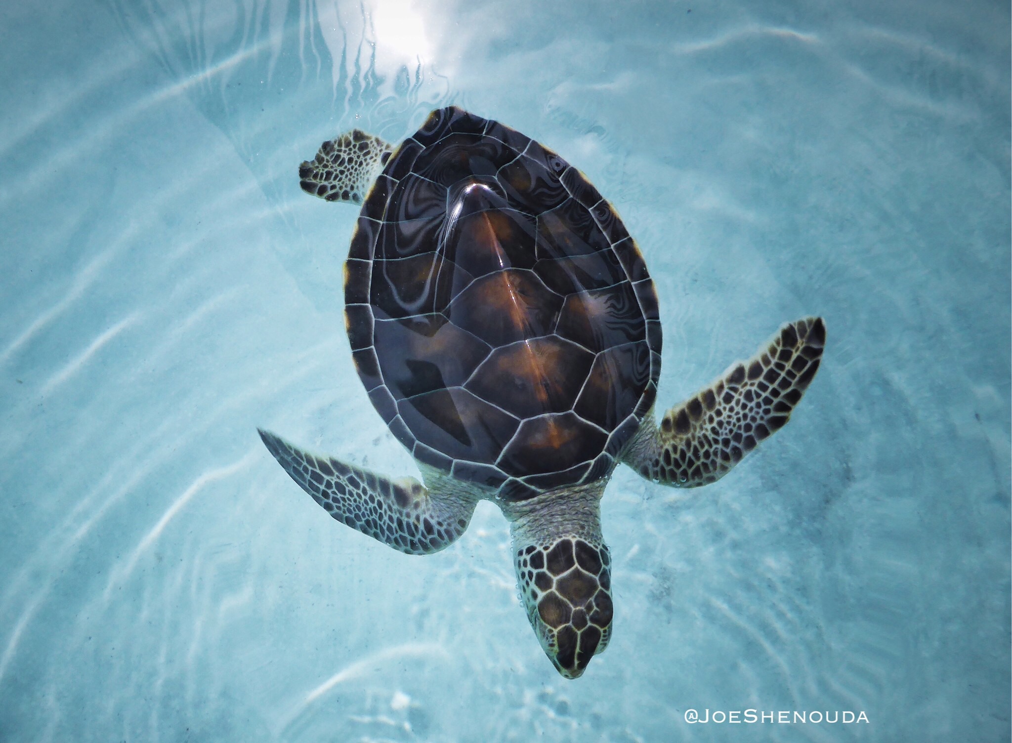 “With every drop 💧of water you drink, every breath 🌬you take, you’re connected to the sea 🌊 . No matter where on earth 🌏 you live.” - SYLVIA EARLE. 🐢 .
