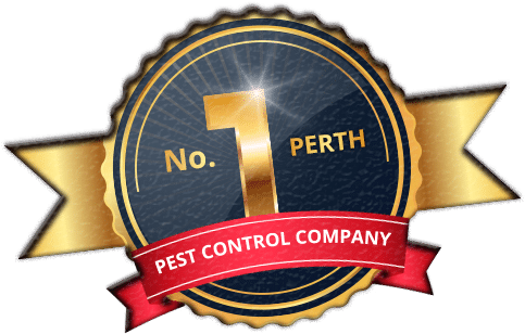Pest Control Perth - There are various animals and insects that we associate with being pests due to their destructive nature or because they can carry disease. Chambers Pest Control in Perth uses integrated pest control Perth solutions where possible meaning we don’t just remove the pest but we also take measures such as regular pest inspections, barriers, and pre-emptive baiting to ensure your home or business stays pest-free.
