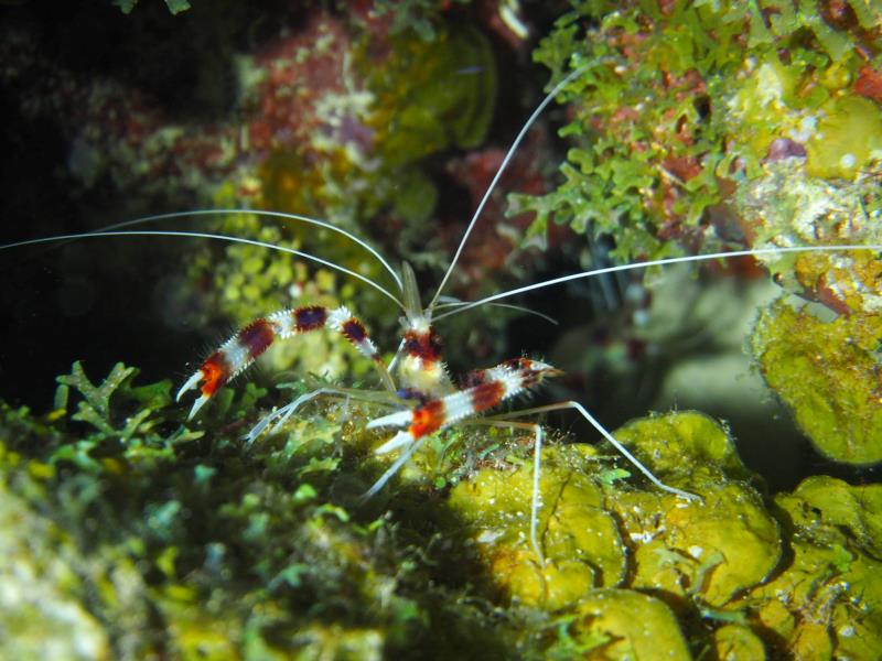 Banded coral Shrimp