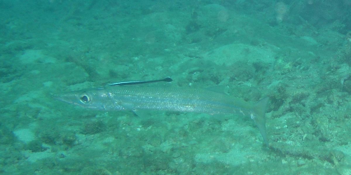 Barracuda with remora - Dive 286