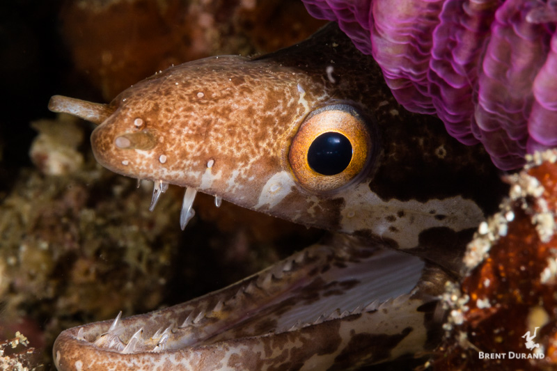 A moray eel peeks out from its hold during a dive in Anilao, Philippines.