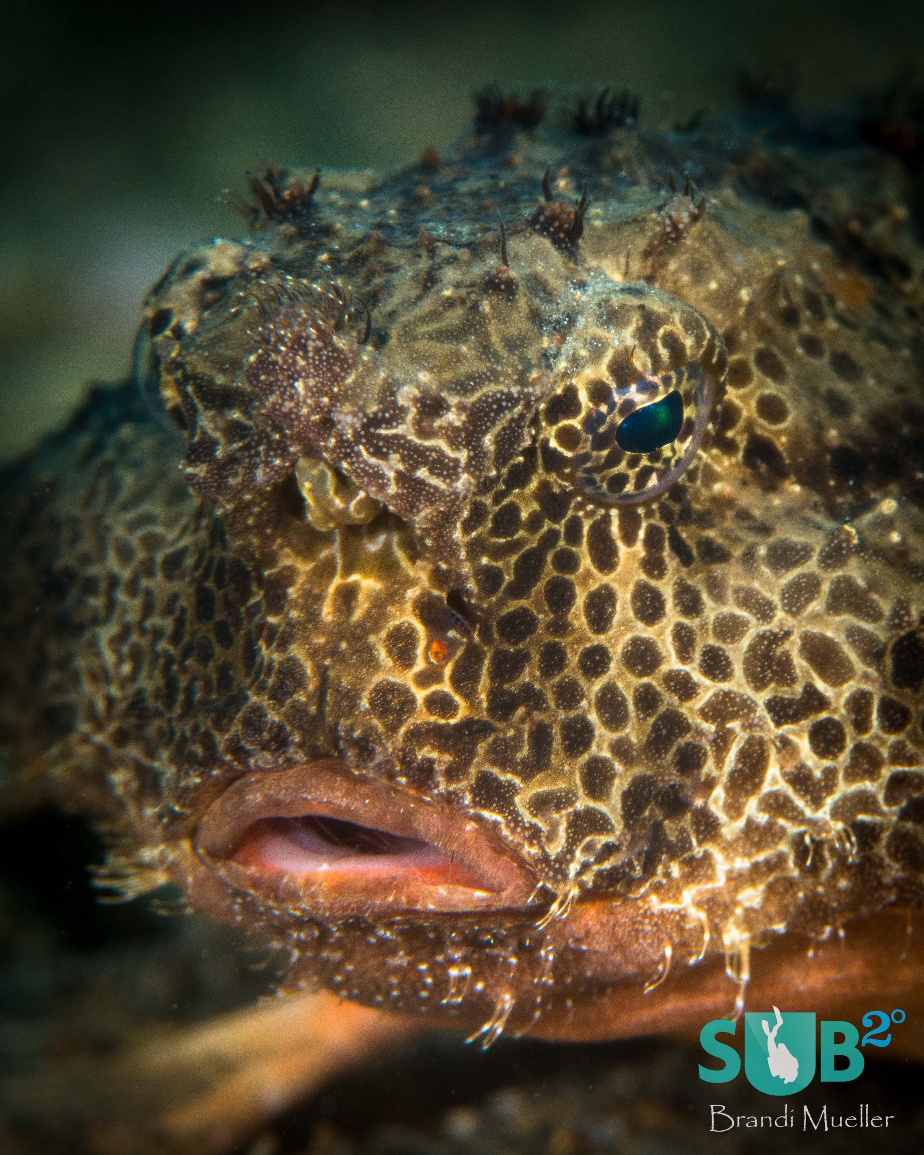 Batfish are one of the favorite finds in the muck under the bridge.