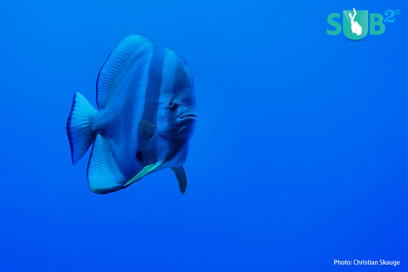 Without strobes, this batfish takes on an unmistakable blue hue.