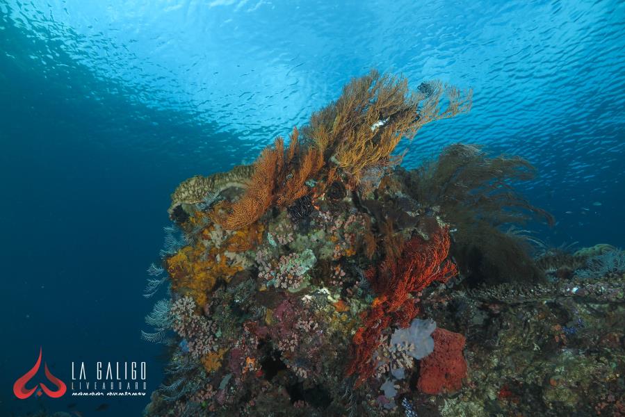 Batu Balong coral tower