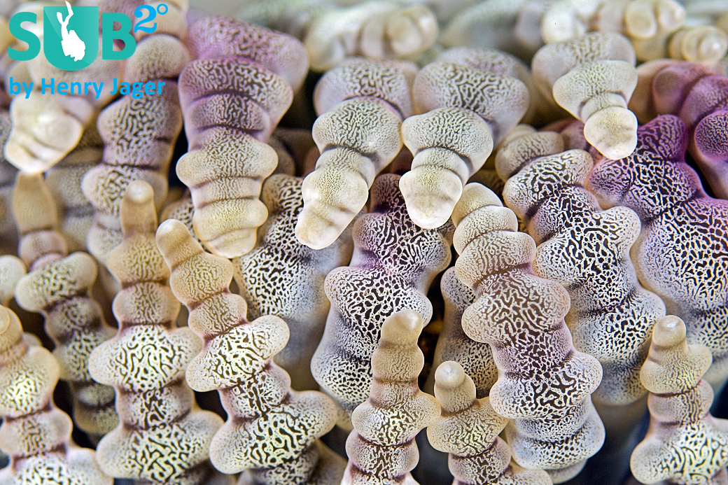 Like sweet candy... Did you ever expect underwater life to look like this? Surprising moments with Reef-Art photography.