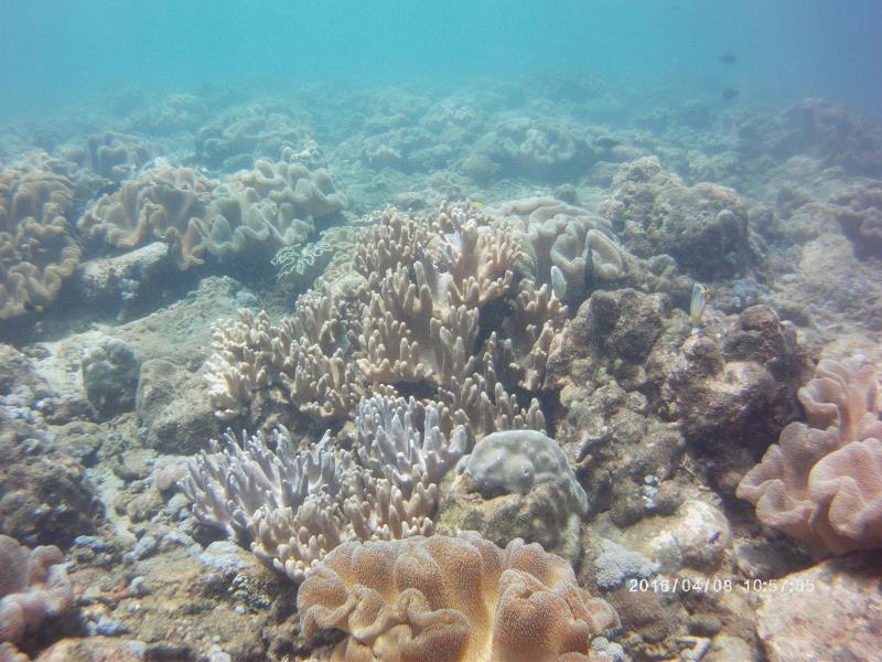Beautiful range of coral!