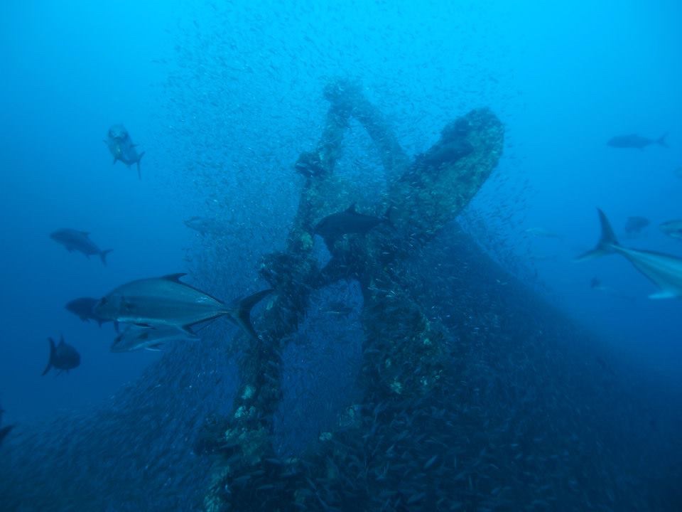 This big bronze four bladed prop is on the stern of the "mystery wreck" located very near the Diamond Shoals Light Tower, Cape Hatteras, NC, USA.  We believe this wreck to be the Merak, sunk in WW1 by German U-boat.  
