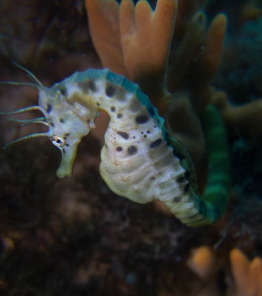Bigbelly seahorse