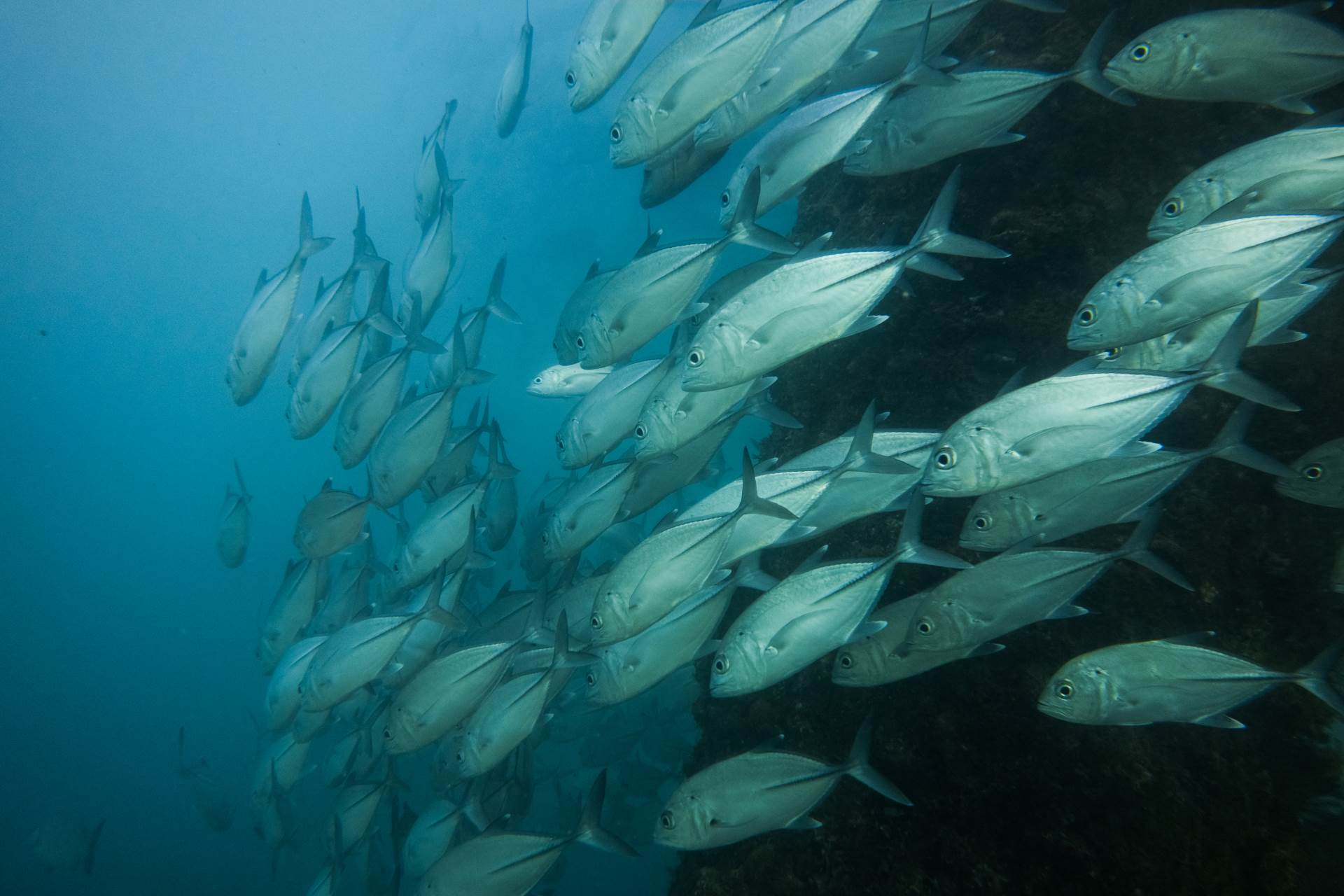 Bigeye trevally swarm around Navy Pier's pilings in Exmouth, Western Australia. These fish are a common sight in the tropical Indo-Pacific region, and they congregate in huge schools, numbering in the thousands. At Navy Pier, due to the lack of fishing, they are particularly numerous. In fact, because of the lack of fishing pressures, most fish species at Navy Pier are more numerous than they are elsewhere.