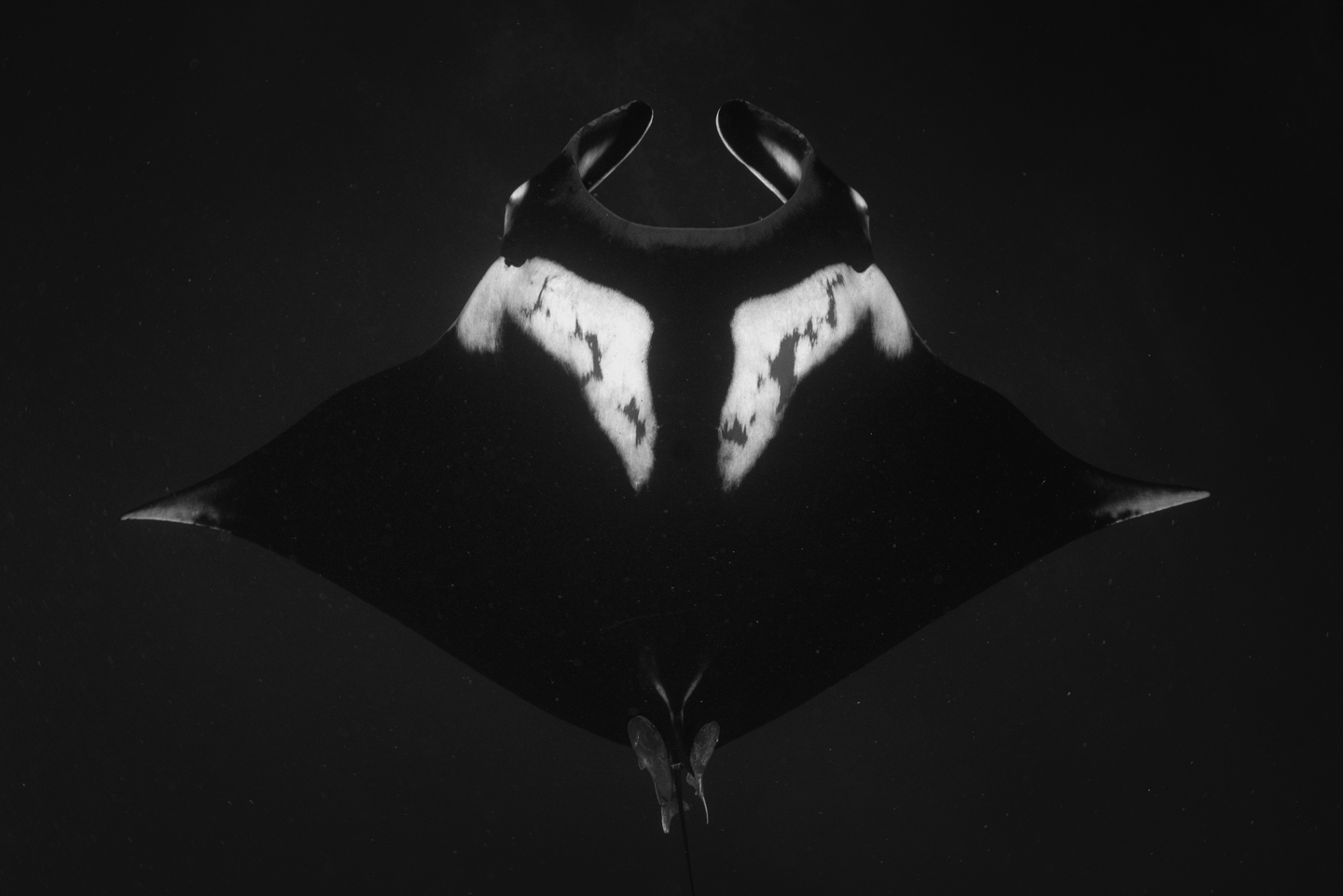 Symmetrical look of a giant pacific manta off of Socorro Island, Mexico