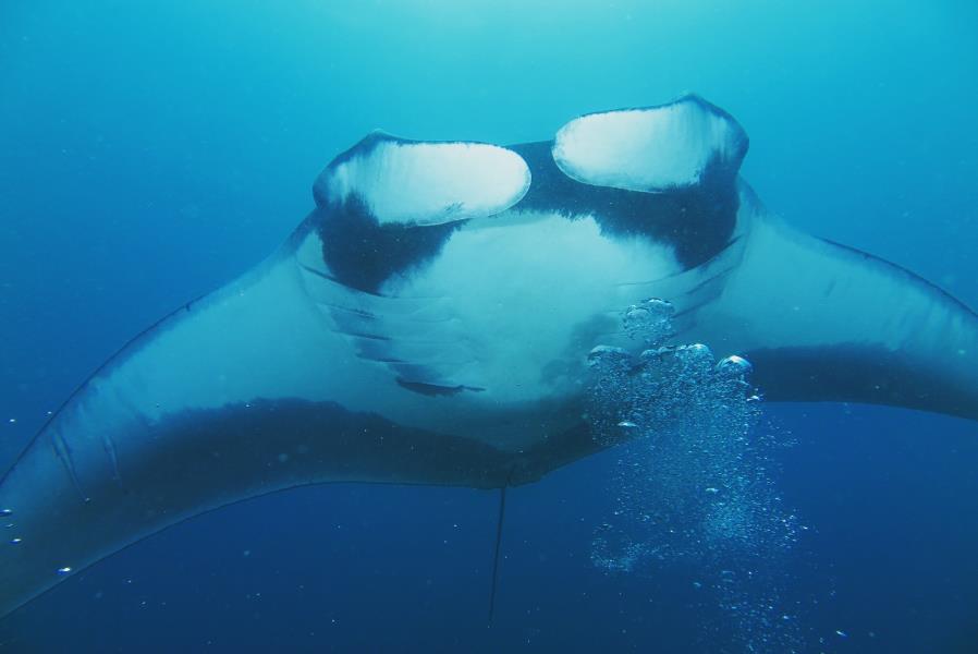 Black Giant Pacific Manta Ray