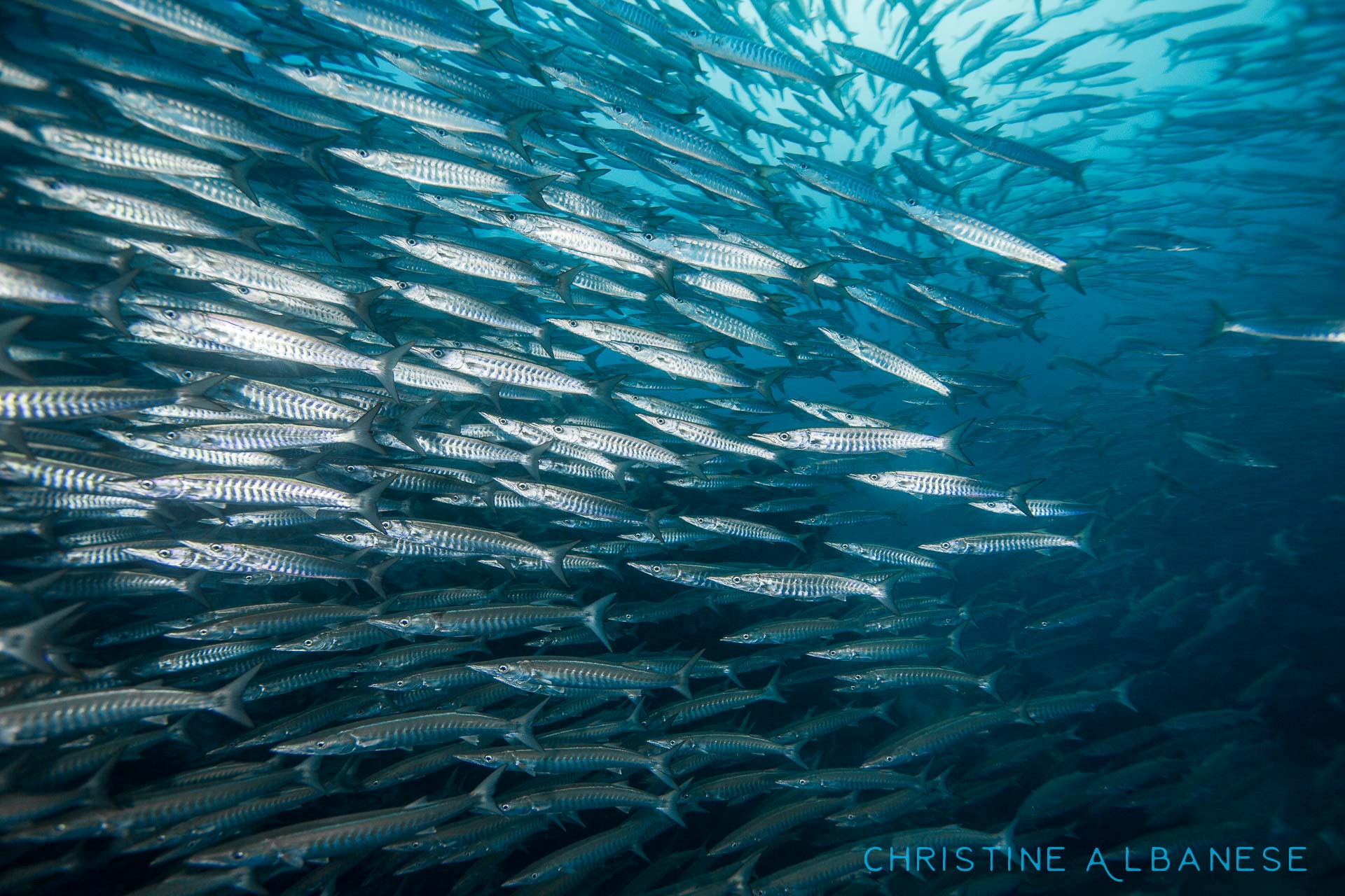 I love being in the middle of a school of Barracuda :)