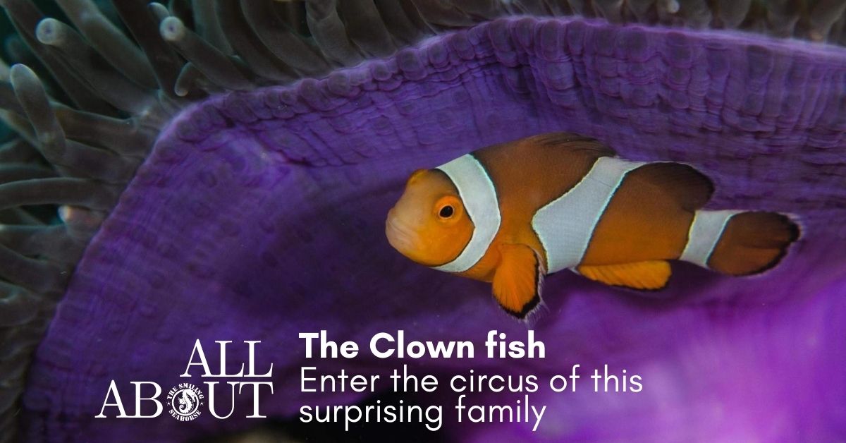 Enter the circus of the amazing clownfish family !