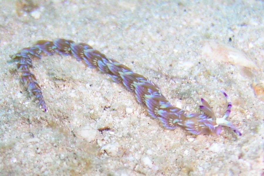 Blue dragon nudibranch - Dive 287
